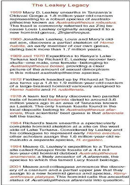 Leakey timeline