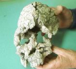 Kenyanthropus