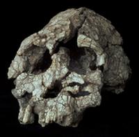 skull