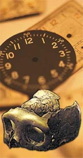 skull