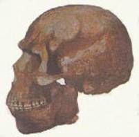 Neandertaler 6kb