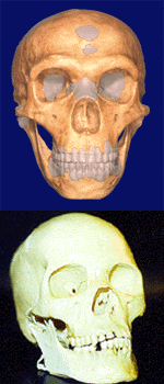 skulls