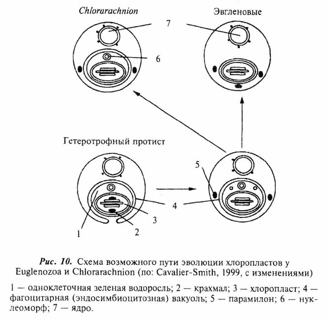Рис 10