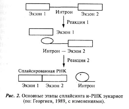 Рис 2