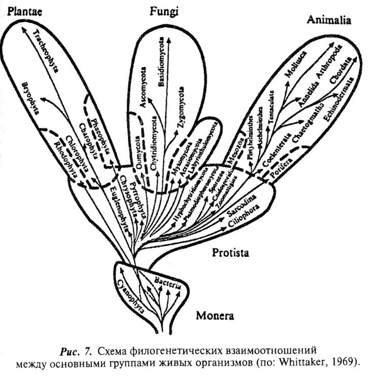 Рис 7