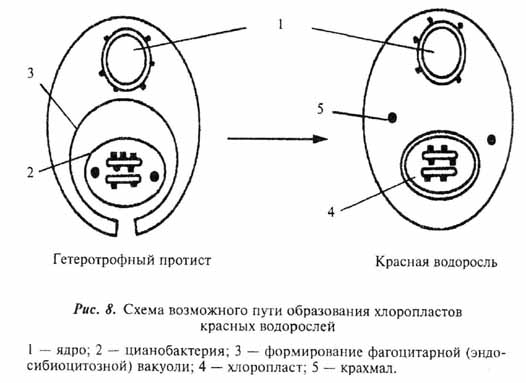 Рис 8
