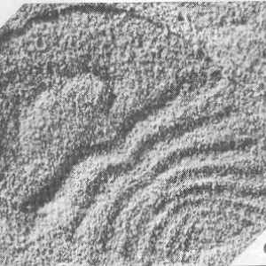 Archaeaspis - животное, напоминающее  мягкотелого трилобита.