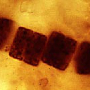 Нитевидная форма Palaeolyngbya из того же местонахождения
