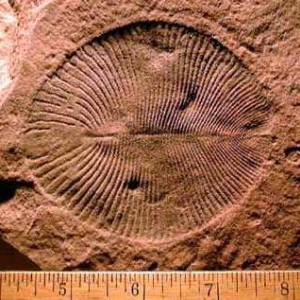 Dickinsonia, плоское сегментированное существо © Pamela Gore, 1997