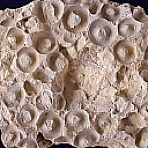 Ischadites из группы Receptaculita. Ордовик.
